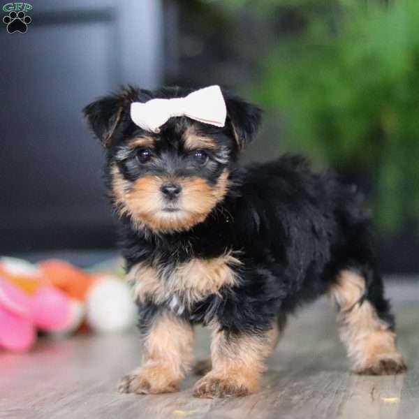Noel, Morkie / Yorktese Puppy