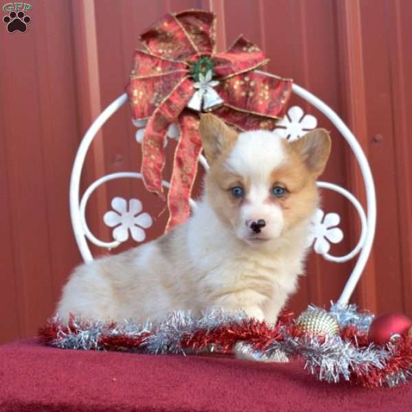 Noel, Pembroke Welsh Corgi Puppy