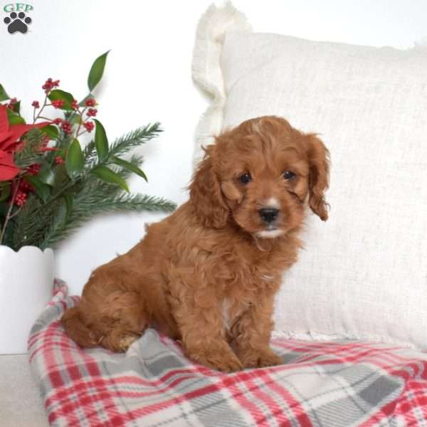 Noel, Cavapoo Puppy
