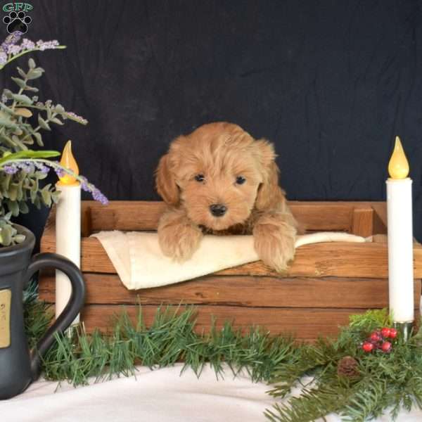 Noel, Maltipoo Puppy