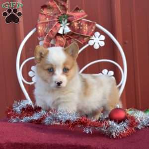 Noel, Pembroke Welsh Corgi Puppy