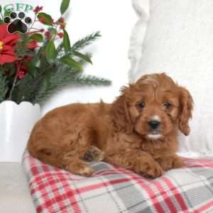 Noel, Cavapoo Puppy