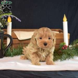 Noel, Maltipoo Puppy