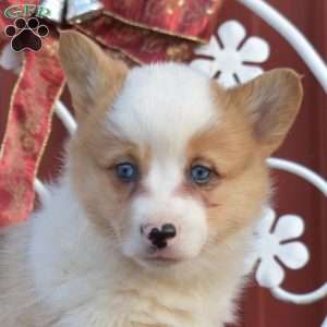 Noel, Pembroke Welsh Corgi Puppy