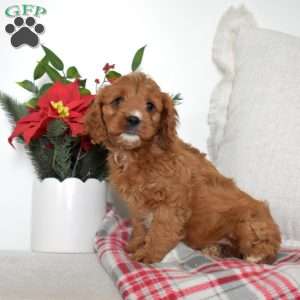 Noel, Cavapoo Puppy