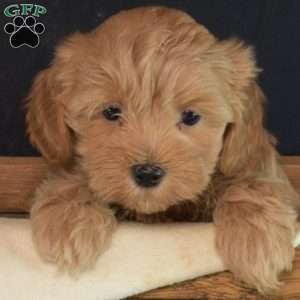 Noel, Maltipoo Puppy