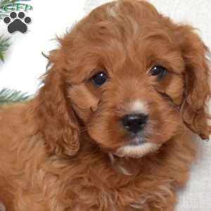 Noel, Cavapoo Puppy