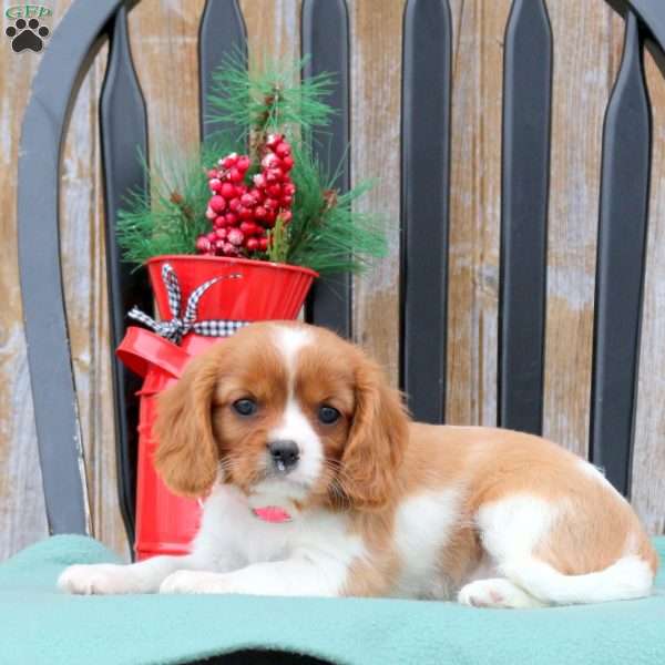 Noelle, Cavalier King Charles Spaniel Puppy