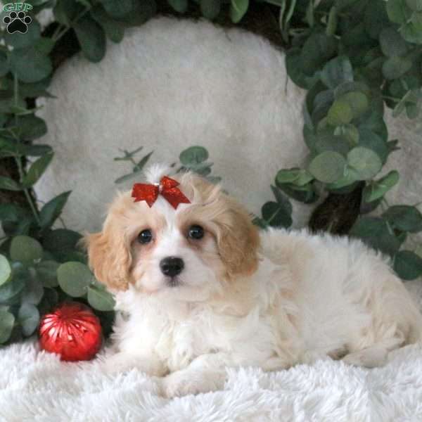 Noelle, Cavachon Puppy