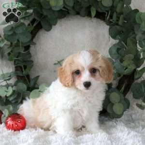 Noelle, Cavachon Puppy