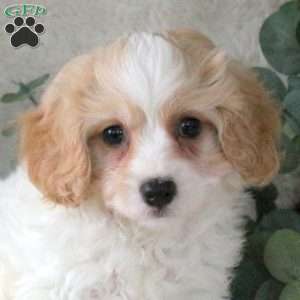 Noelle, Cavachon Puppy