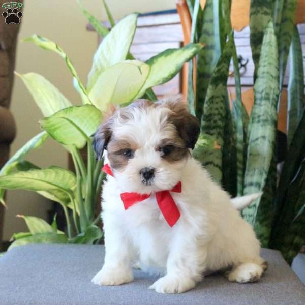 Noodle, Teddy Bear Puppy