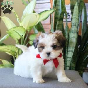 Noodle, Teddy Bear Puppy