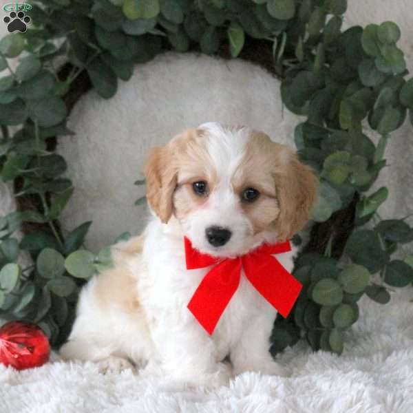 Nougat, Cavachon Puppy