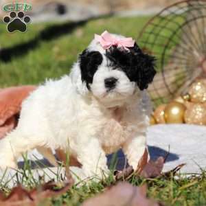 Nova, Cockapoo Puppy