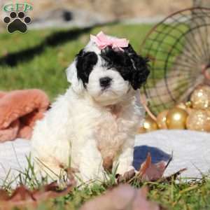 Nova, Cockapoo Puppy