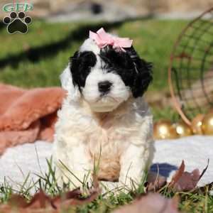 Nova, Cockapoo Puppy