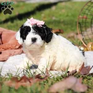 Nova, Cockapoo Puppy