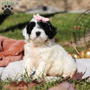 Nova, Cockapoo Puppy