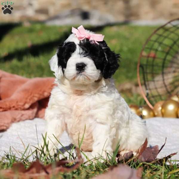 Nova, Cockapoo Puppy