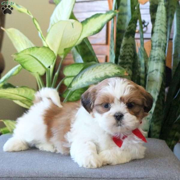 Nova, Teddy Bear Puppy