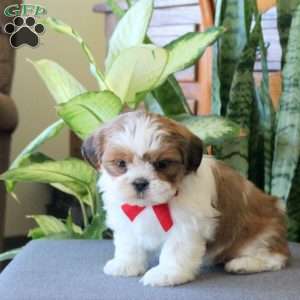 Nova, Teddy Bear Puppy