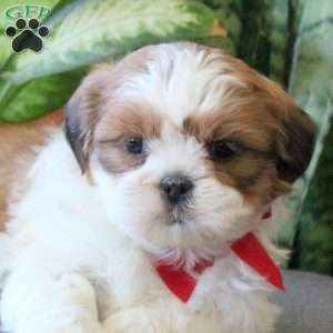 Nova, Teddy Bear Puppy