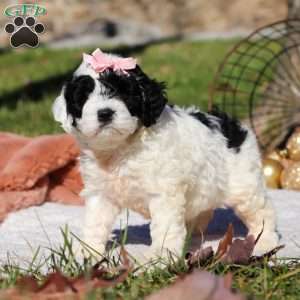 Nova, Cockapoo Puppy