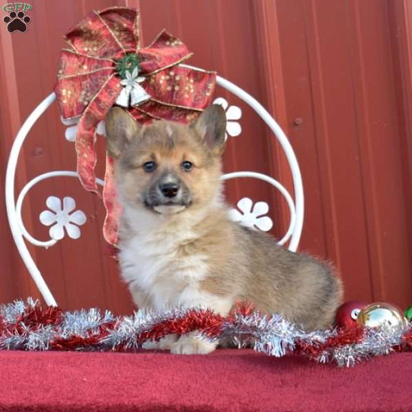 Nutmeg, Pembroke Welsh Corgi Puppy