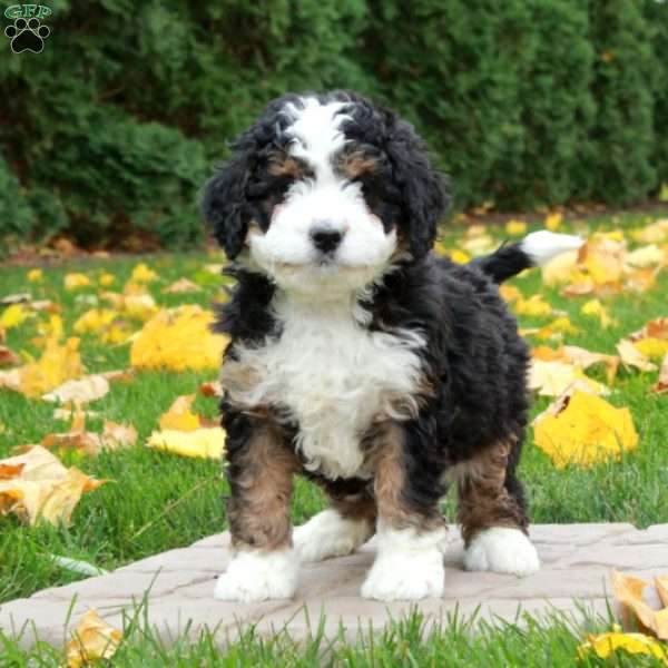 Odette, Mini Bernedoodle Puppy