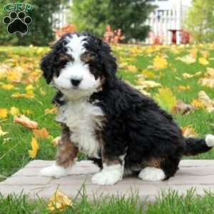 Odette, Mini Bernedoodle Puppy