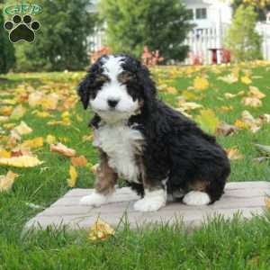 Odette, Mini Bernedoodle Puppy