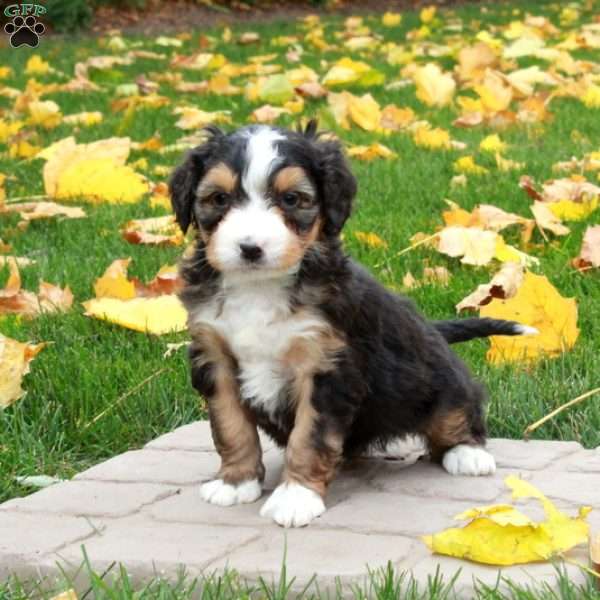 Olive, Mini Bernedoodle Puppy