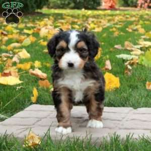 Olive, Mini Bernedoodle Puppy