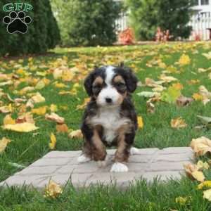 Olive, Mini Bernedoodle Puppy