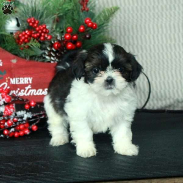 Olivia, Shih Tzu Puppy