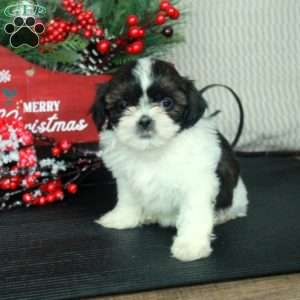 Olivia, Shih Tzu Puppy