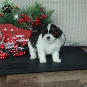 Olivia, Shih Tzu Puppy