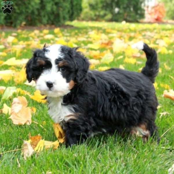 Opal, Mini Bernedoodle Puppy