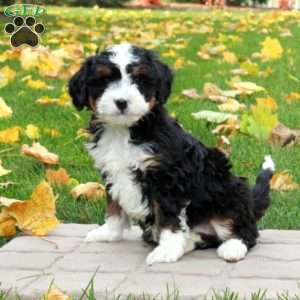 Opal, Mini Bernedoodle Puppy