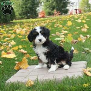 Opal, Mini Bernedoodle Puppy
