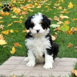 Ophelia, Mini Bernedoodle Puppy