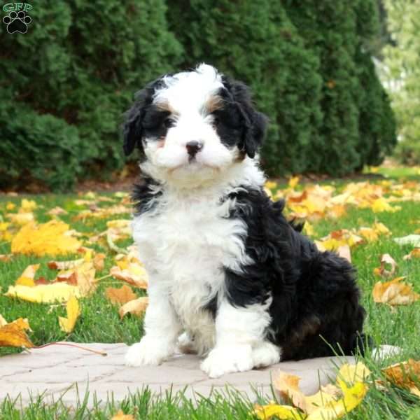 Ophelia, Mini Bernedoodle Puppy