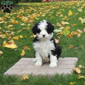 Ophelia, Mini Bernedoodle Puppy