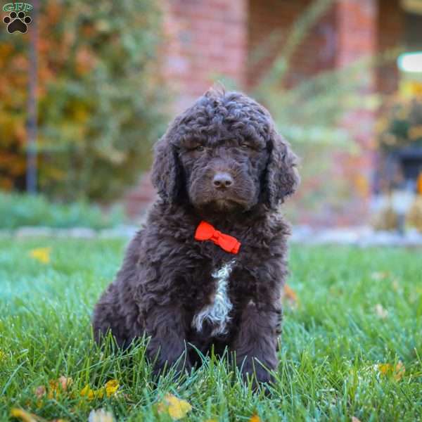 Oscar, Newfypoo Puppy