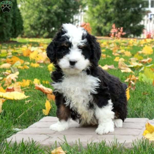 Oscar, Mini Bernedoodle Puppy