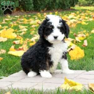 Oscar, Mini Bernedoodle Puppy