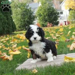 Oscar, Mini Bernedoodle Puppy
