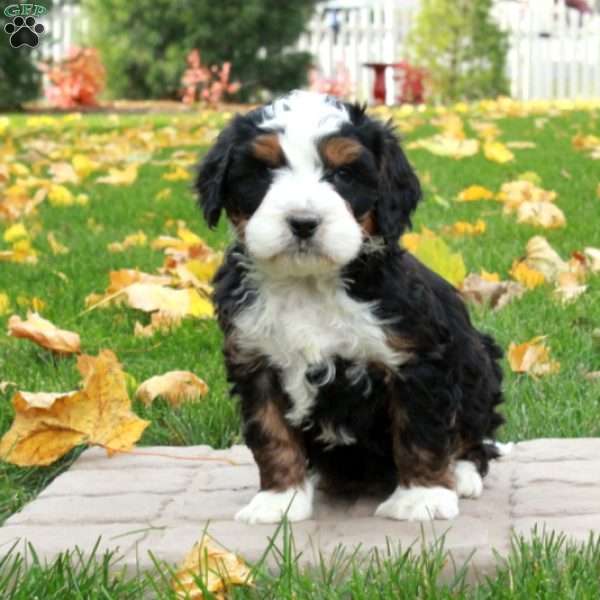 Otis, Mini Bernedoodle Puppy