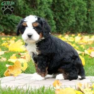 Otis, Mini Bernedoodle Puppy